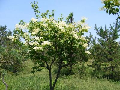 暴馬丁香在院子里種風(fēng)水好嗎？