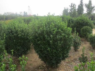 大葉黃楊和冬青有什么區(qū)別 ？