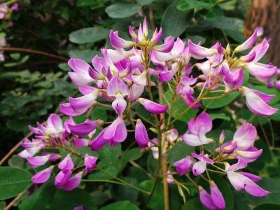 胡枝子有哪些作用和功效 ？