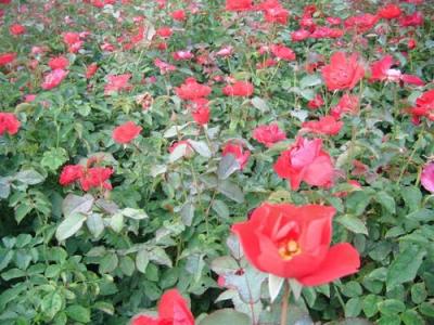 紅帽月季種子和小苗去哪里購(gòu)買？