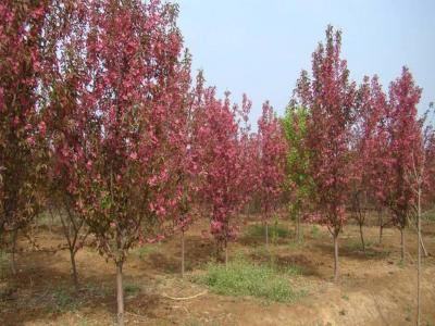 絢麗海棠小苗去哪購(gòu)買？