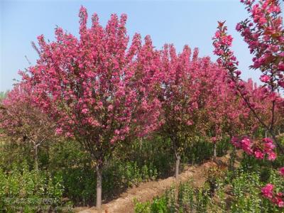 絢麗海棠修剪時(shí)間和修剪的目的是什么？