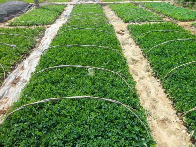 大葉黃楊常見的繁殖方式包括什么，注意些什么 ？