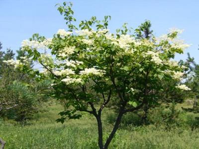 暴馬丁香可以長(zhǎng)多高 ？