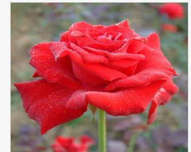 紅帽月季是爬藤植物嗎？