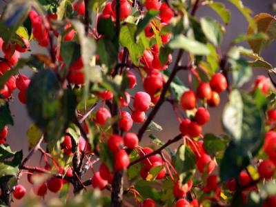 冬紅果海棠種植養(yǎng)護(hù)注意事項