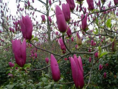 紅玉蘭怎么去修剪？