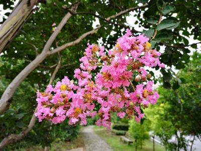 常見的紫薇全身都是寶，這些藥用價值你知道嗎 ？