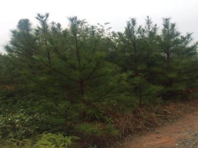 白皮松小苗應(yīng)該去哪里買(mǎi) ？