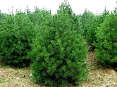 白皮松對(duì)于環(huán)境有什么要求 ？