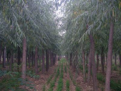 速生柳的用途都有哪些？