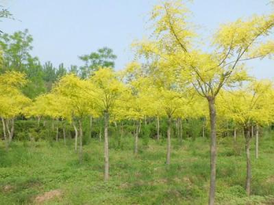 金葉槐樹苗哪里有賣的