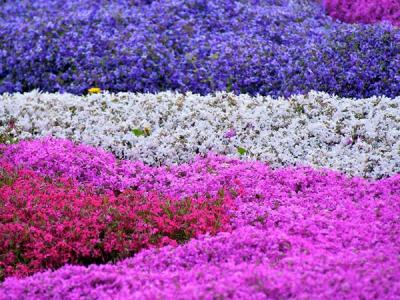 福祿考的花語(yǔ)是什么