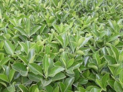 大葉黃楊今年價(jià)格怎么樣