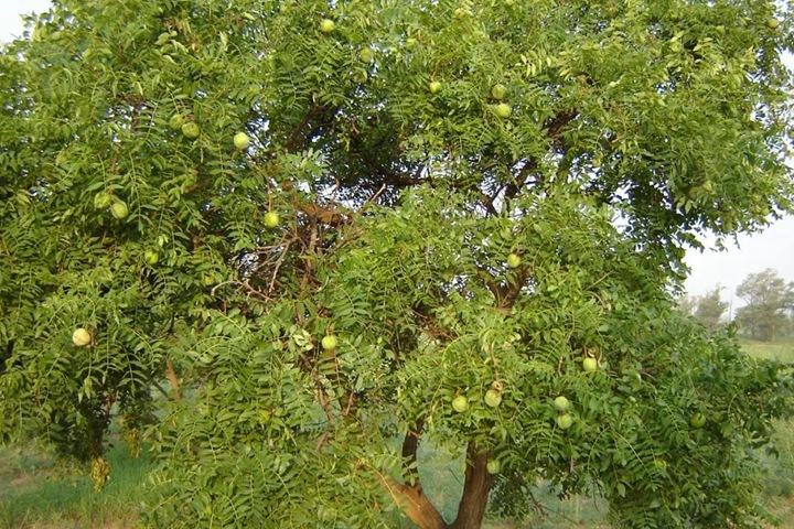 文冠果種子價格及種植方法 文冠果種子價格及種植方法