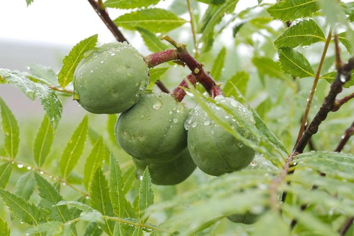 文冠果種子價格及種植方法 文冠果種子價格及種植方法