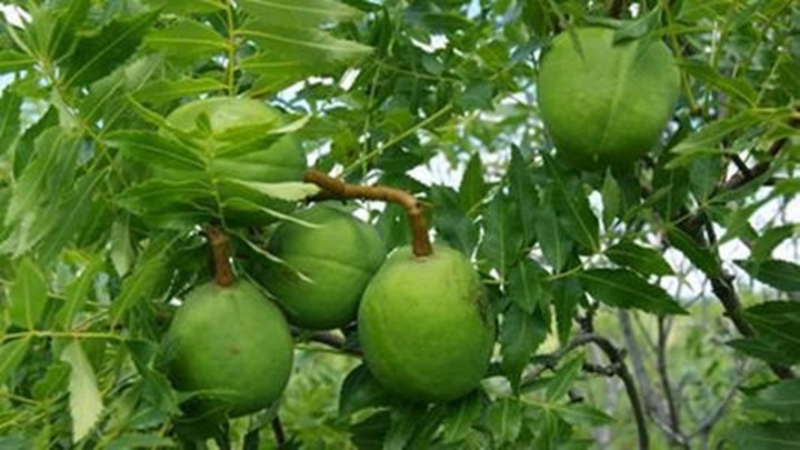 文冠果種子價格及種植方法 文冠果種子價格及種植方法