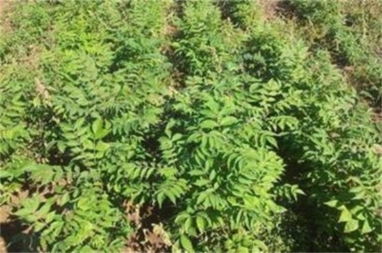 皂角種子怎么種，浸種催芽后進(jìn)行播種