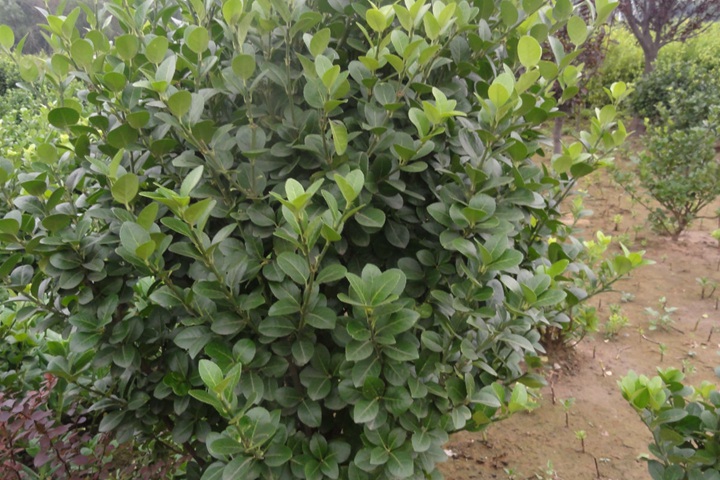 水蠟樹(shù)苗 水蠟樹(shù)苗