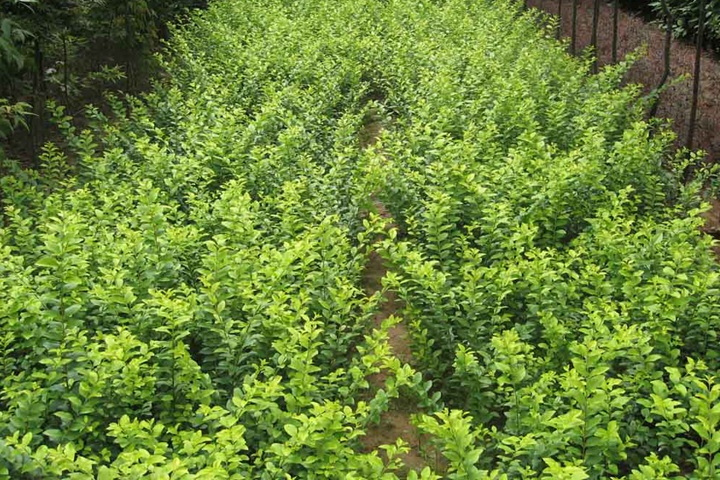 水蠟樹(shù)苗 水蠟樹(shù)苗