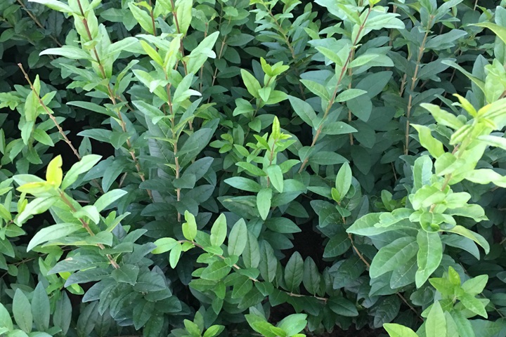 水蠟樹(shù)苗 水蠟樹(shù)苗