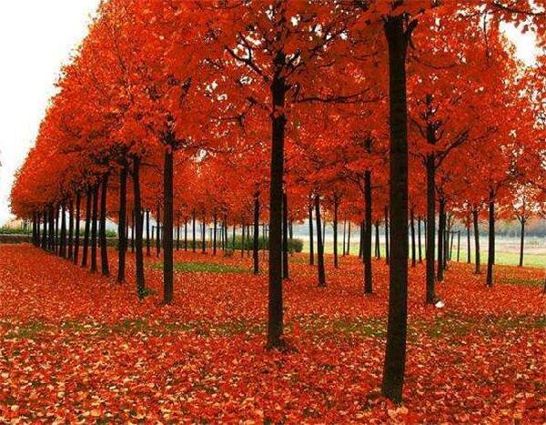 1634546335797309.jpeg 1634546335797309.jpeg