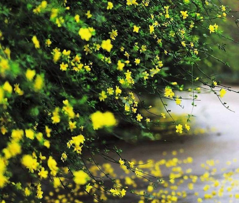 迎春花和連翹花有什么區(qū)別？