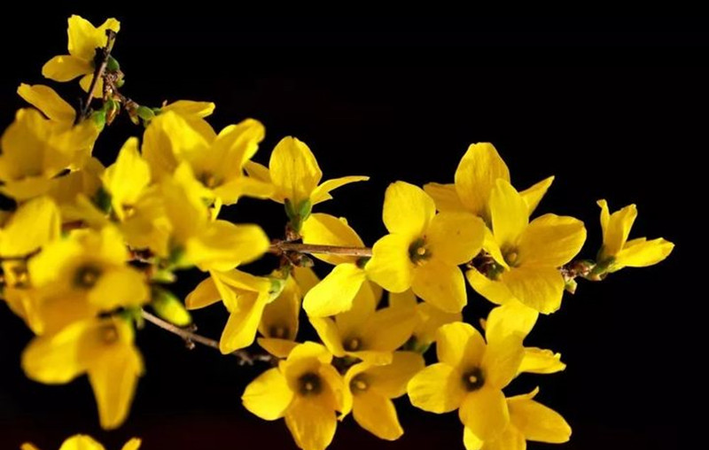 迎春花和連翹花有什么區(qū)別？