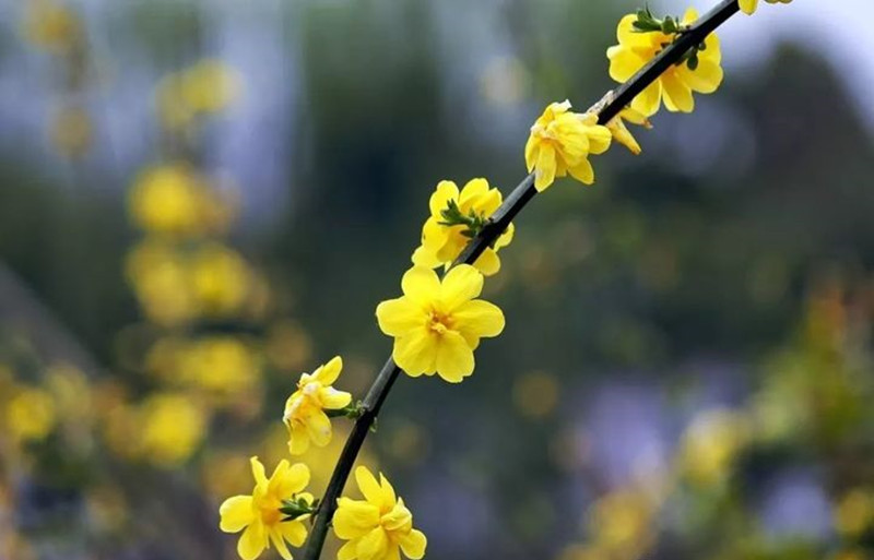 迎春花和連翹花有什么區(qū)別？