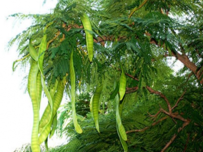 皂角不同于皂角米，皂角米功效作用有哪些？