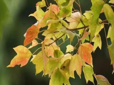 三角楓、五角楓、紅楓、羽毛楓的區(qū)別