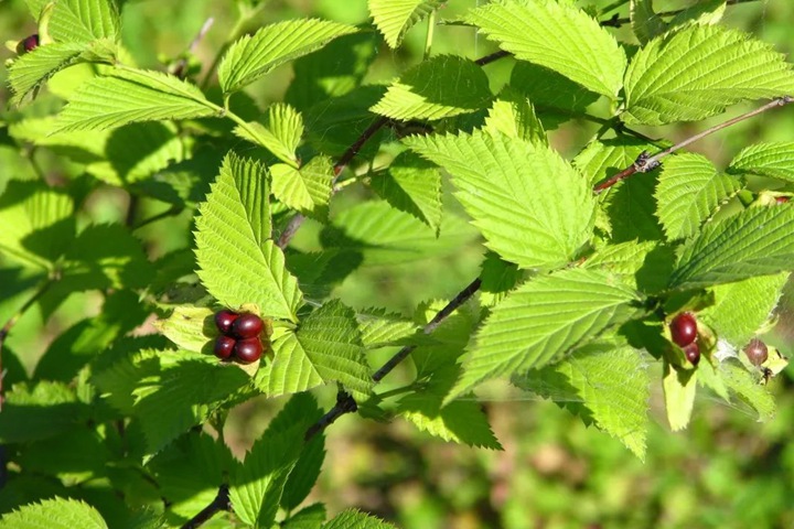 雞麻圖片_價(jià)格_養(yǎng)護(hù)方法 雞麻圖片_價(jià)格_養(yǎng)護(hù)方法