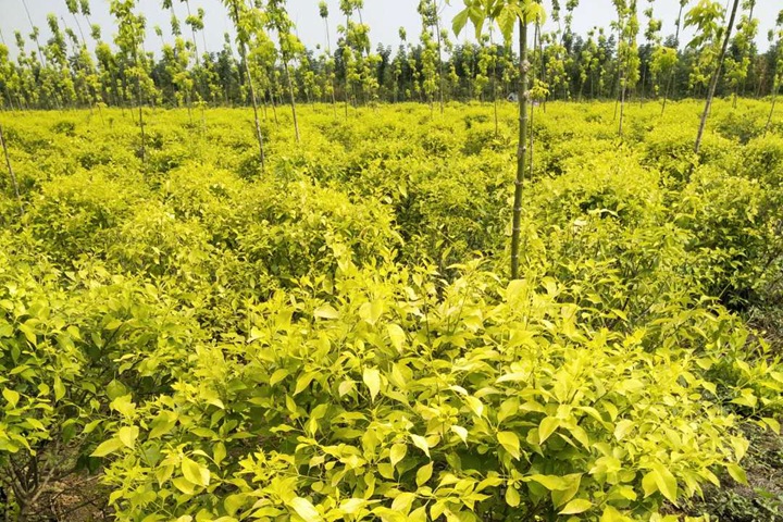 金葉<a href=http://m.cottagecoreco.com/lvhuamiaomu/70.html target=_blank class=infotextkey>絲棉木</a> 金葉絲棉木