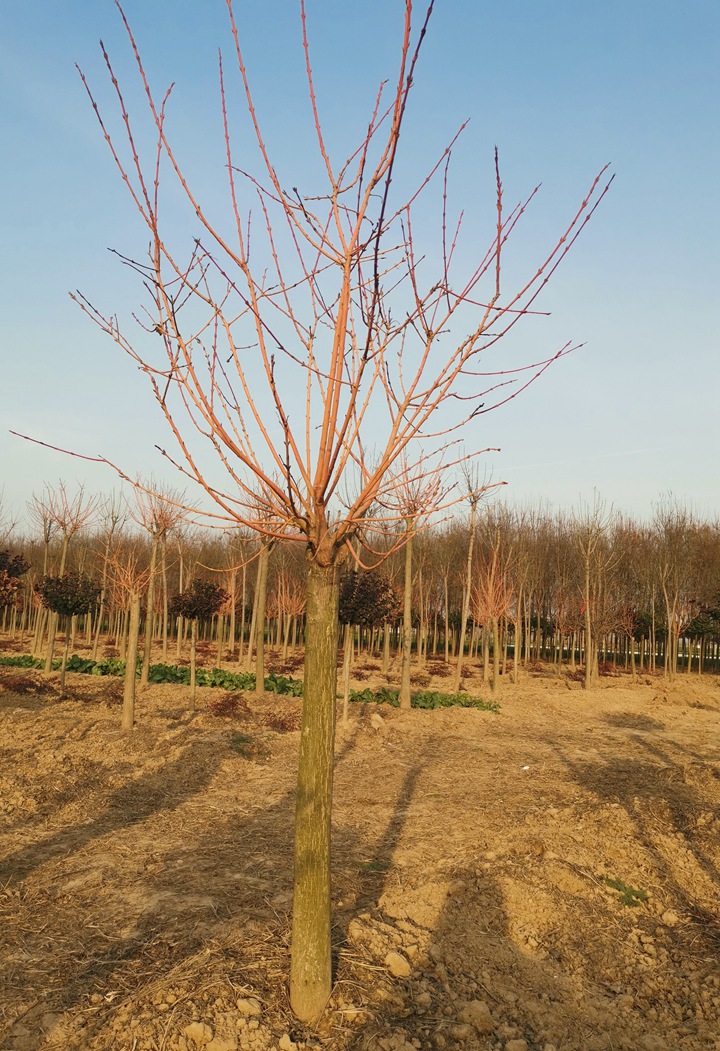 霞光絲棉木 霞光絲棉木