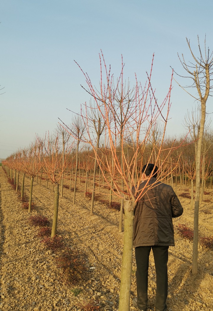 霞光絲棉木 霞光絲棉木