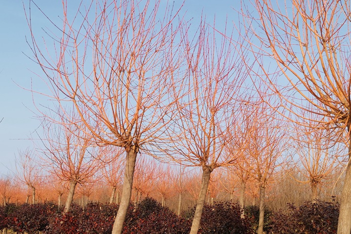 霞光<a href=http://m.cottagecoreco.com/lvhuamiaomu/70.html target=_blank class=infotextkey>絲棉木</a> 霞光絲棉木