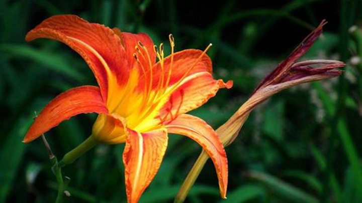 紅寶石萱草 紅寶石萱草