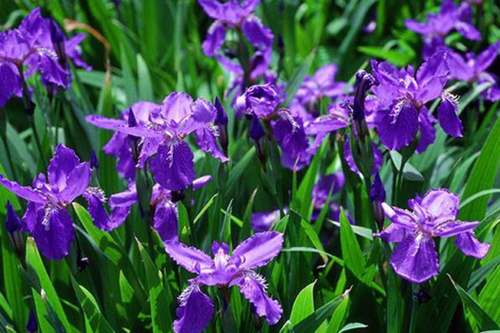 德國(guó)鳶尾圖片_花語(yǔ)_價(jià)格 德國(guó)鳶尾圖片_花語(yǔ)_價(jià)格