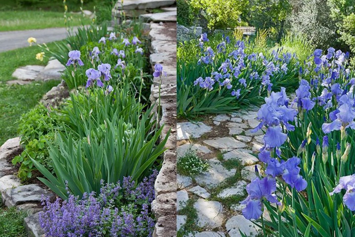 德國(guó)鳶尾圖片_花語(yǔ)_價(jià)格 德國(guó)鳶尾圖片_花語(yǔ)_價(jià)格