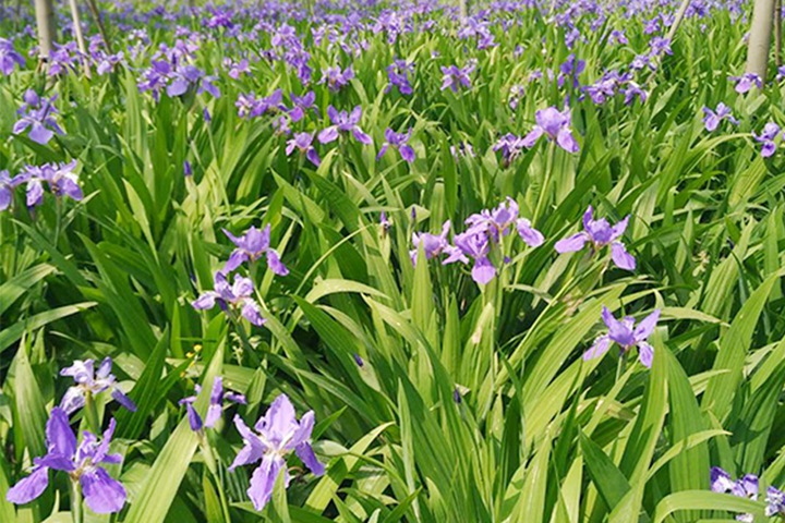 德國(guó)鳶尾圖片_花語(yǔ)_價(jià)格 德國(guó)鳶尾圖片_花語(yǔ)_價(jià)格