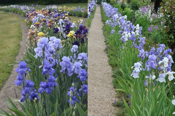 德國(guó)鳶尾圖片_花語(yǔ)_價(jià)格 德國(guó)鳶尾圖片_花語(yǔ)_價(jià)格