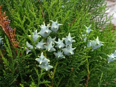 側柏的屬性及功效，有什么藥用價值