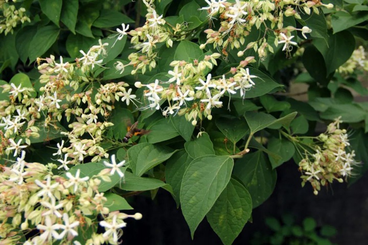 海州常山 海州常山