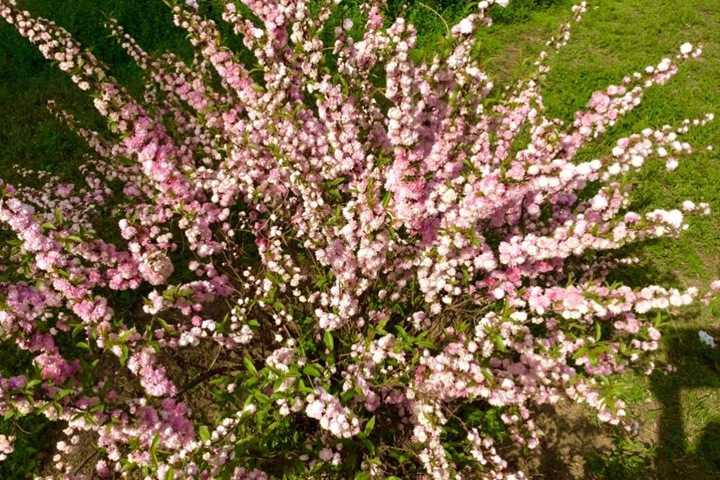 紅花麥李 紅花麥李
