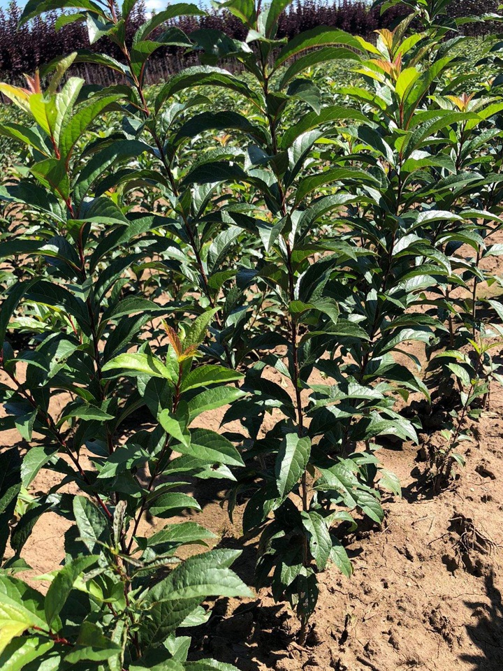 紅花麥李 紅花麥李