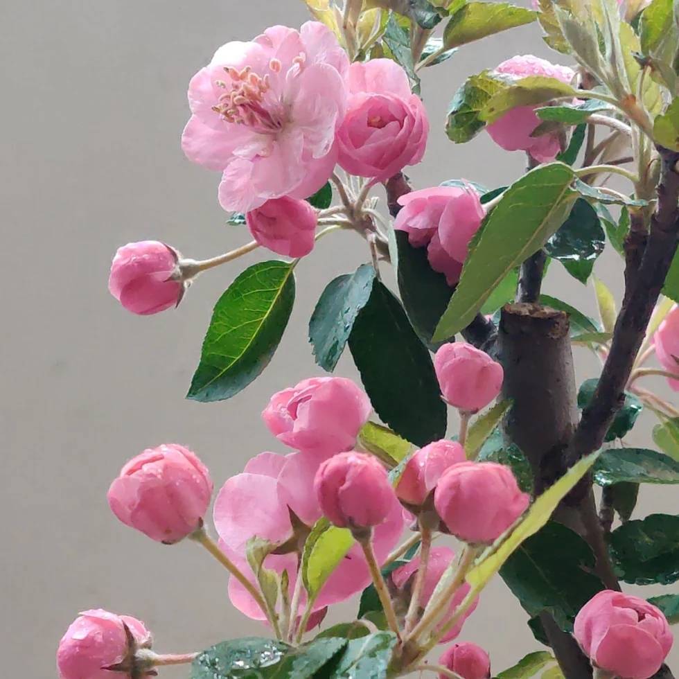 白蘭地海棠 白蘭地海棠