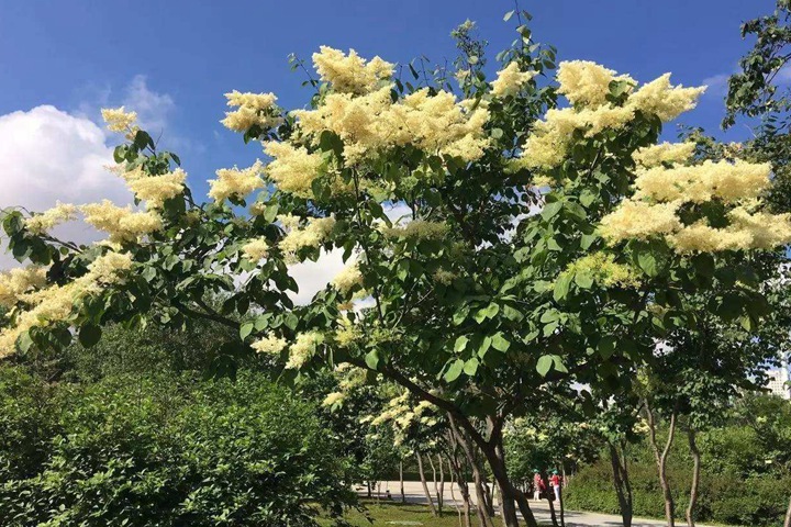 矮桿暴馬丁香 矮桿暴馬丁香