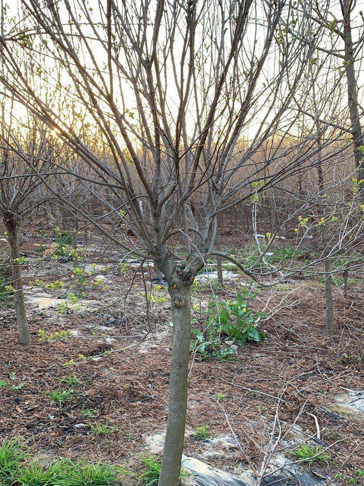 矮桿暴馬丁香 矮桿暴馬丁香