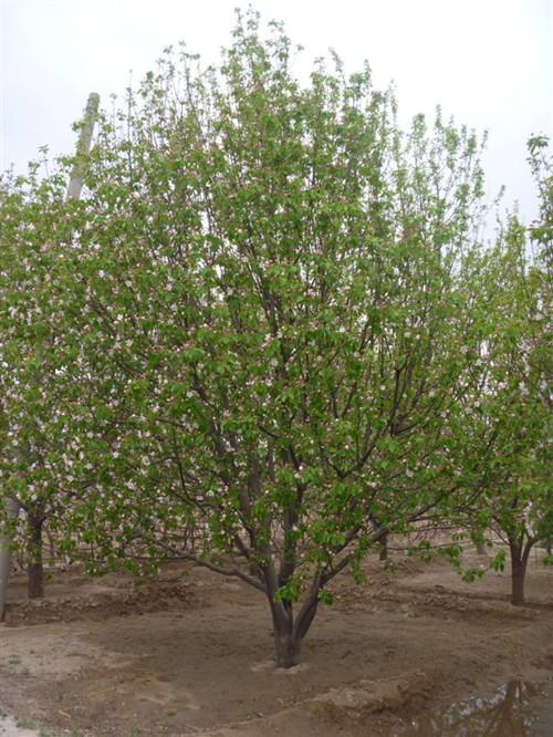 八棱海棠果期是幾月份(果實(shí)幾月份成熟) 八棱海棠果期是幾月份(果實(shí)幾月份成熟)