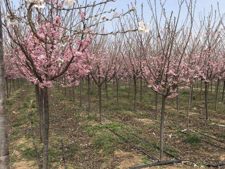櫻花樹(shù) 櫻花樹(shù)